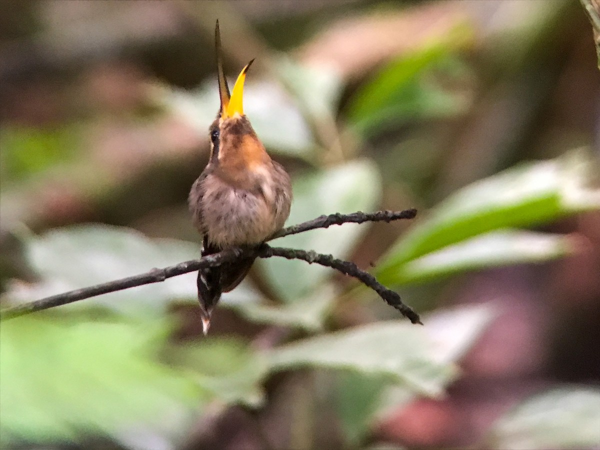 Minute Hermit - ML643532321