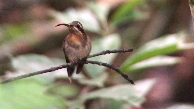 Minute Hermit - ML643532341