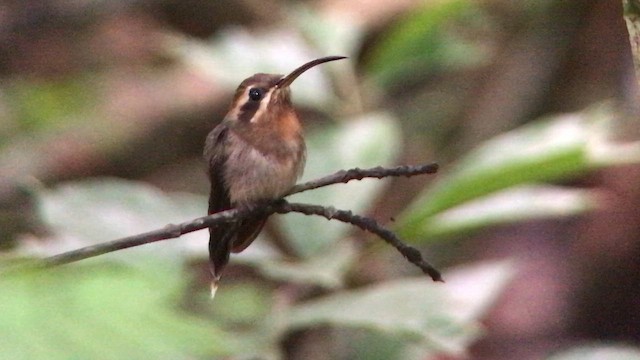 Minute Hermit - ML643532342