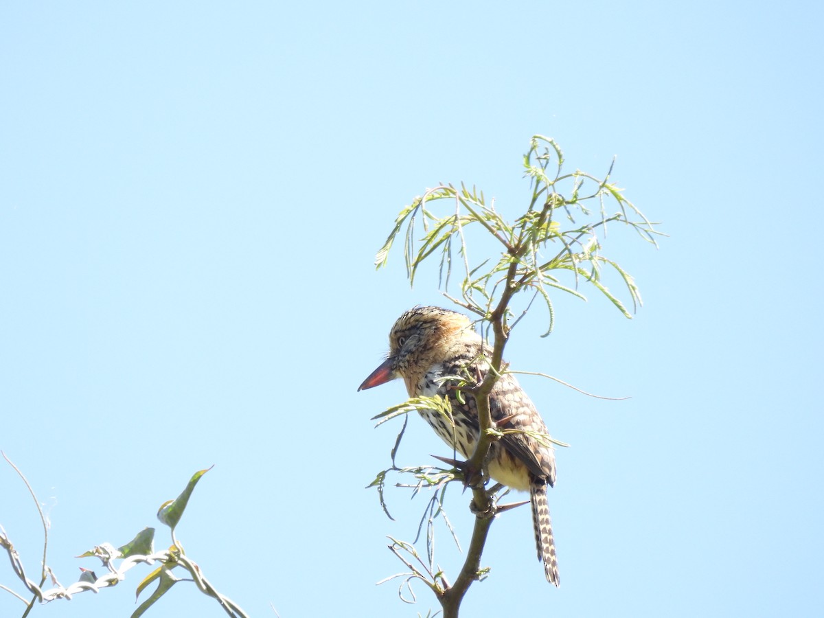 flekkdovenfugl (striatipectus) - ML643532343