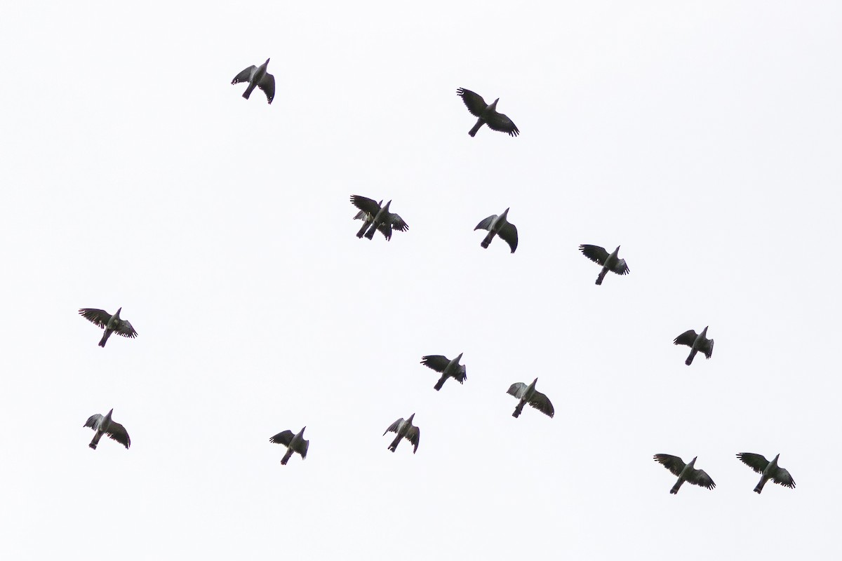 Topknot Pigeon - ML643532348