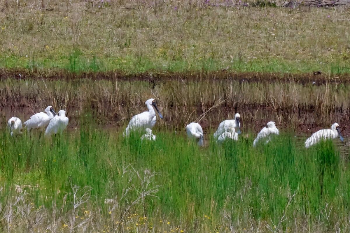 Royal Spoonbill - ML643532352