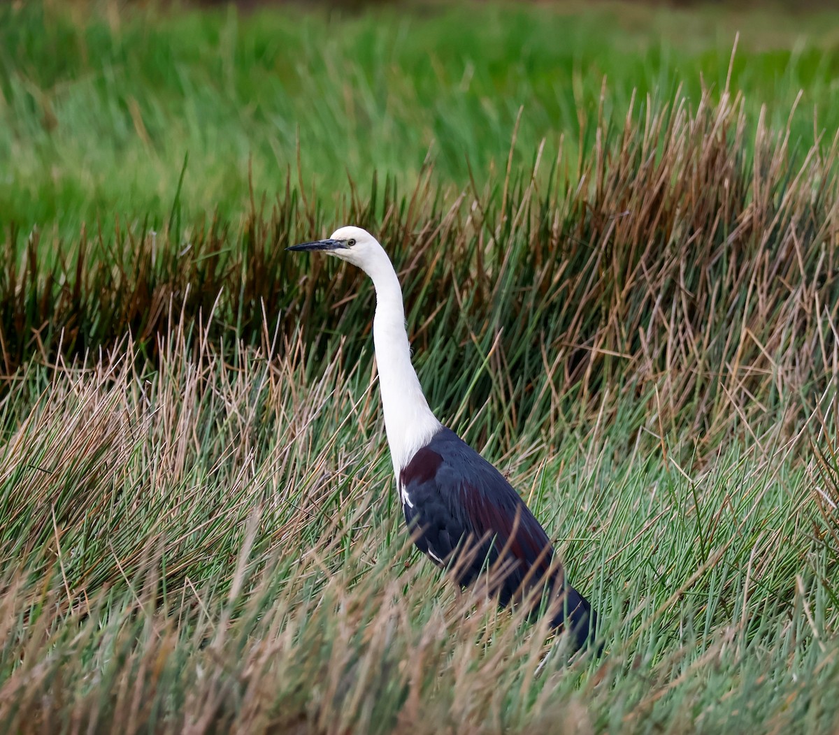 Pacific Heron - ML643532365