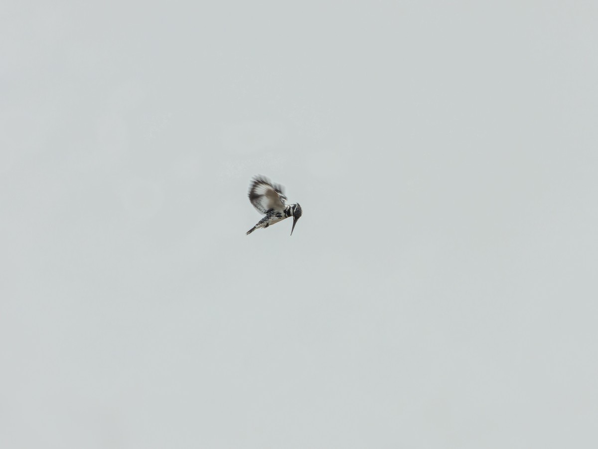 Pied Kingfisher - ML643532373