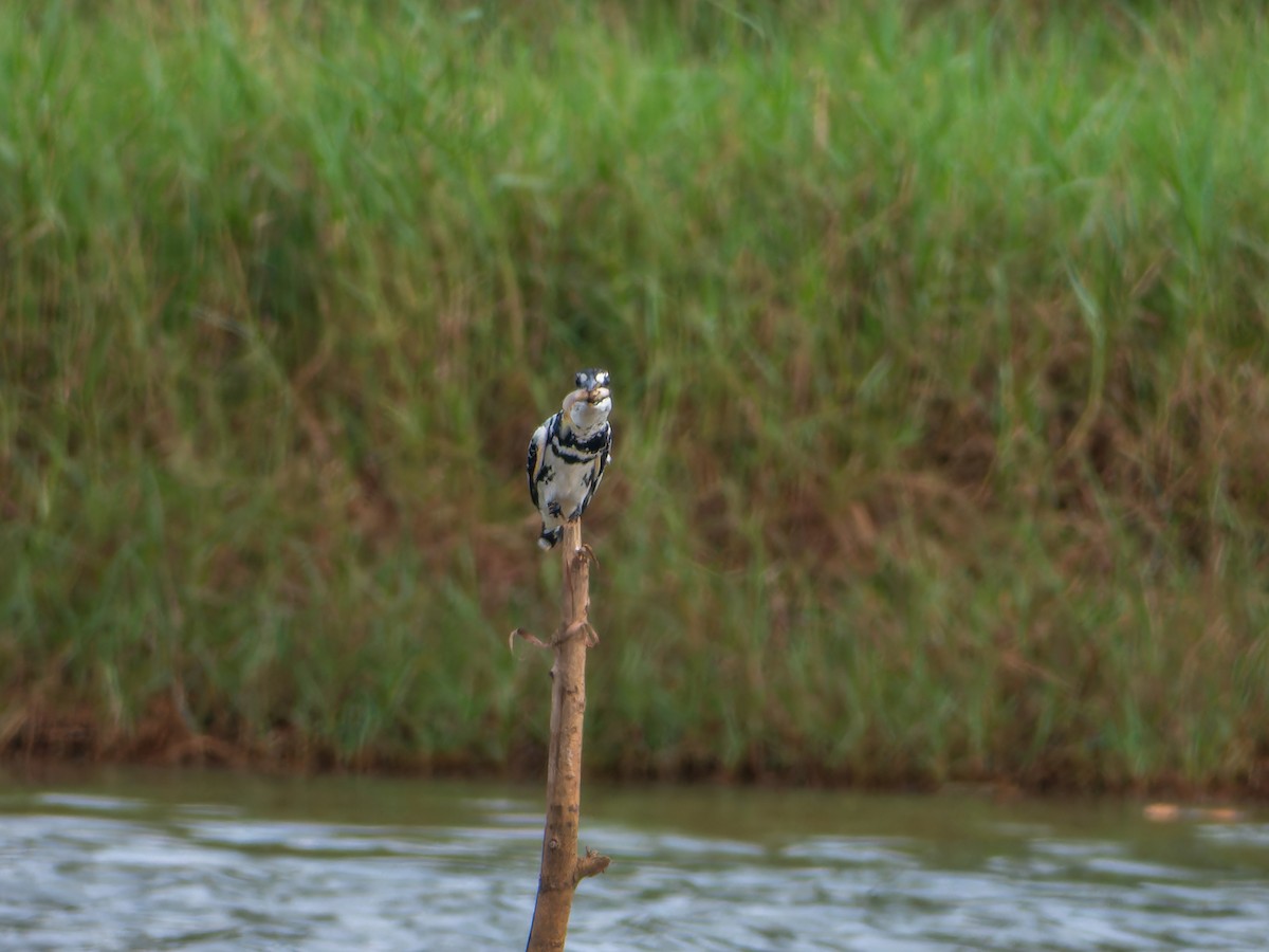 Pied Kingfisher - ML643532374