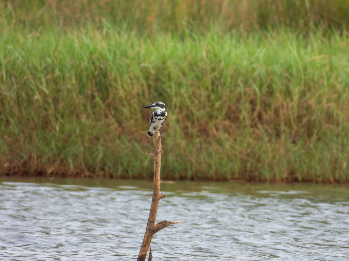 Pied Kingfisher - ML643532375