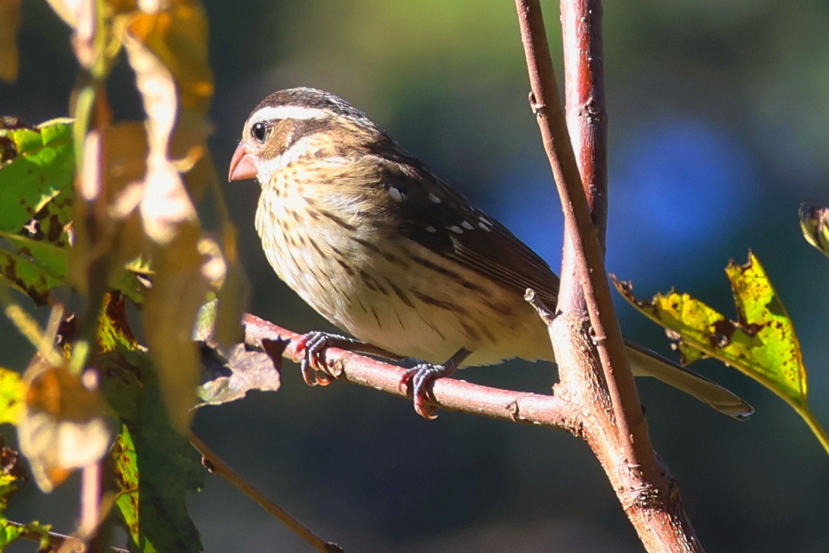 Rose-breasted Grosbeak - ML643532387