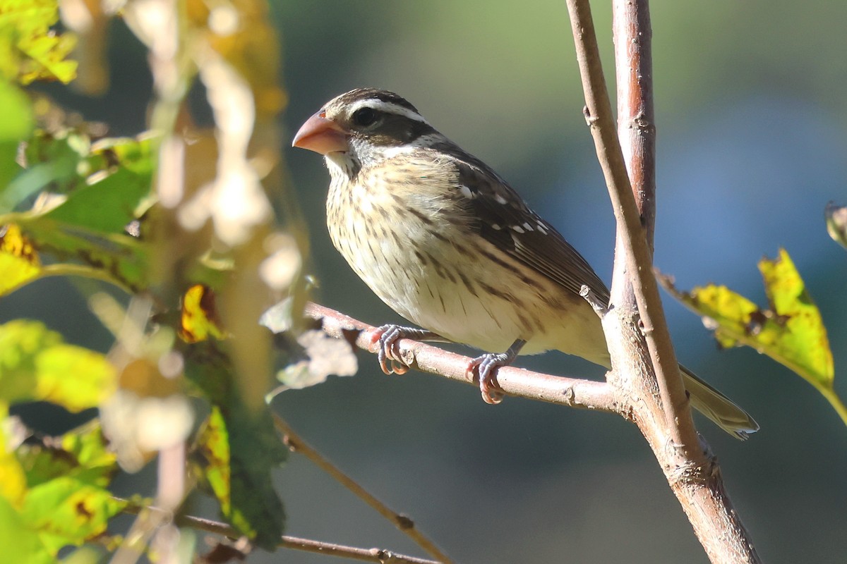 Rose-breasted Grosbeak - ML643532388
