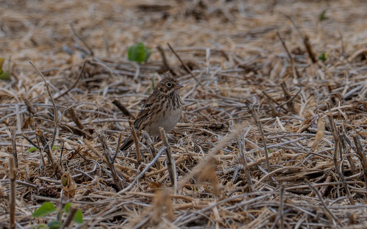 Vesper Sparrow - ML643532389
