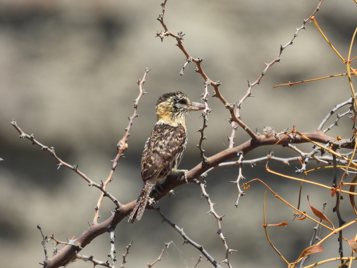 flekkdovenfugl (striatipectus) - ML643532416