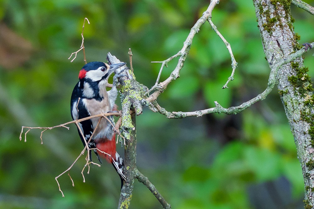 アカゲラ - ML643532423