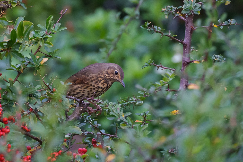 Song Thrush - ML643532436