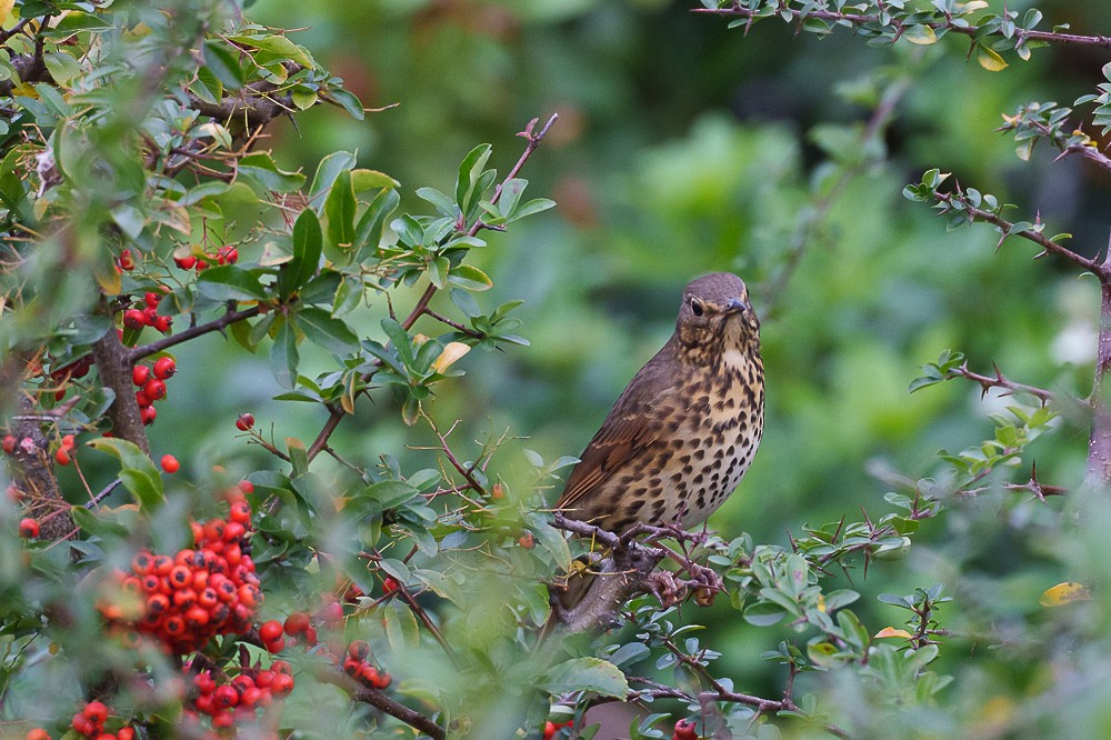 Song Thrush - ML643532441