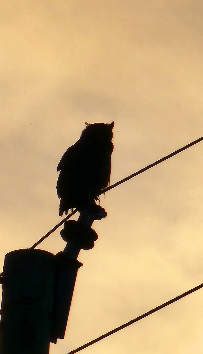 Great Horned Owl - ML643532463