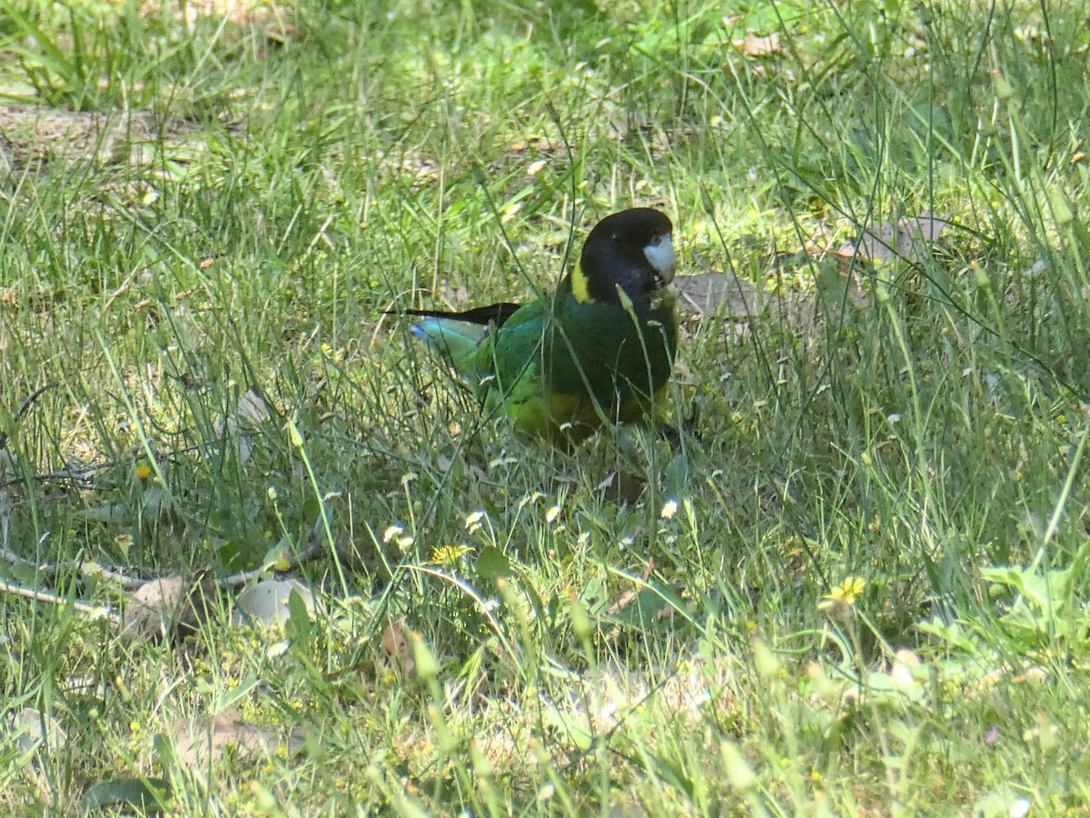 Australian Ringneck - ML643532488