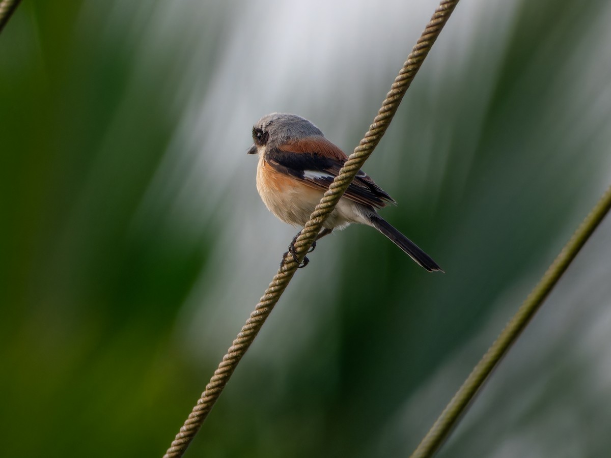 Bay-backed Shrike - ML643532490