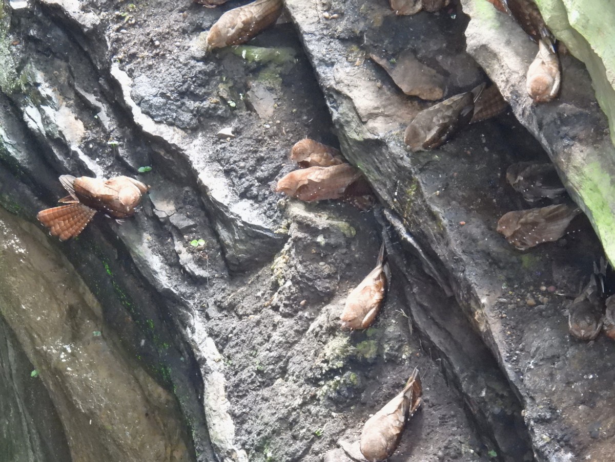 Oilbird - ML643532491