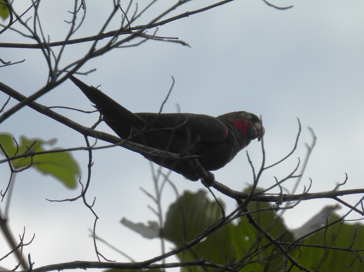 White-eyed Parakeet - ML643532495