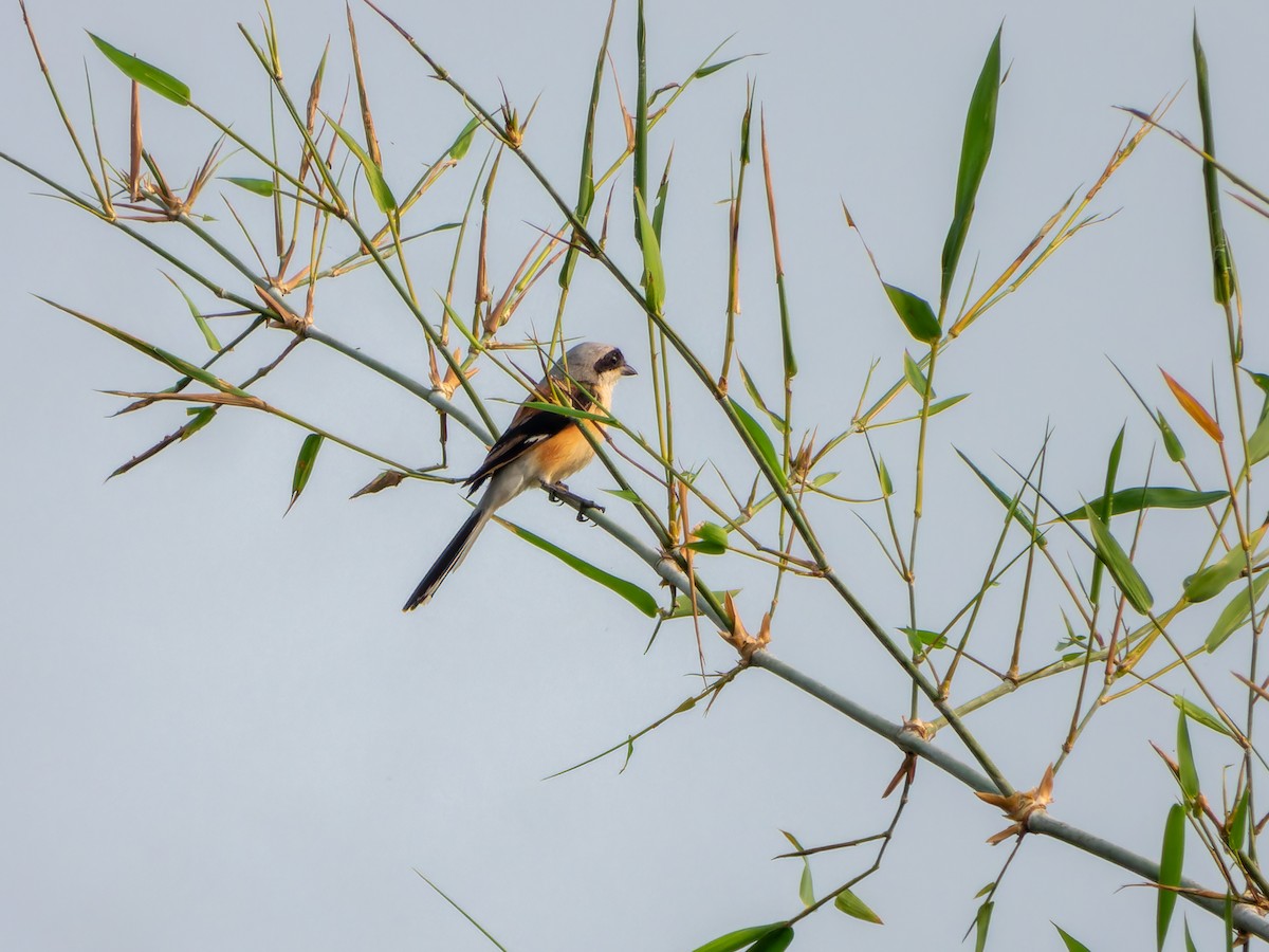 Bay-backed Shrike - ML643532496