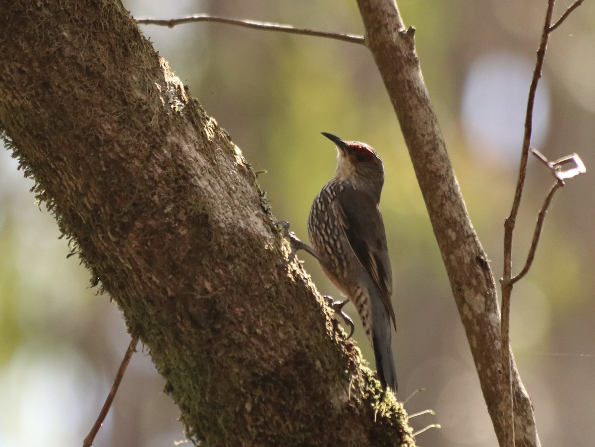Red-browed Treecreeper - ML643532498