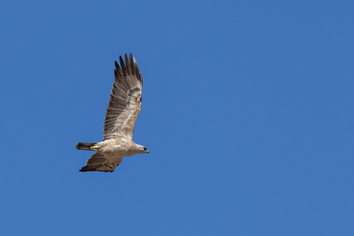 Tawny Eagle - ML643532500