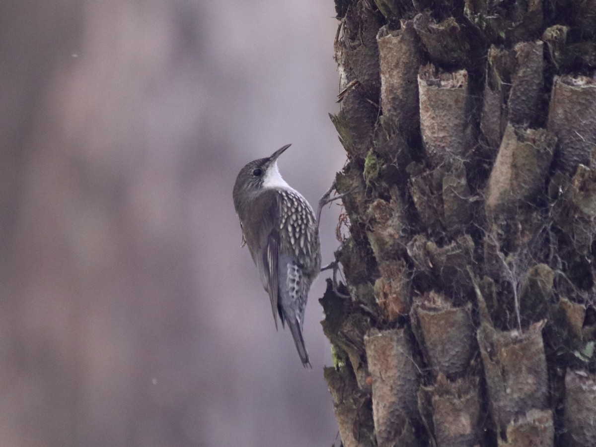 White-throated Treecreeper - ML643532501
