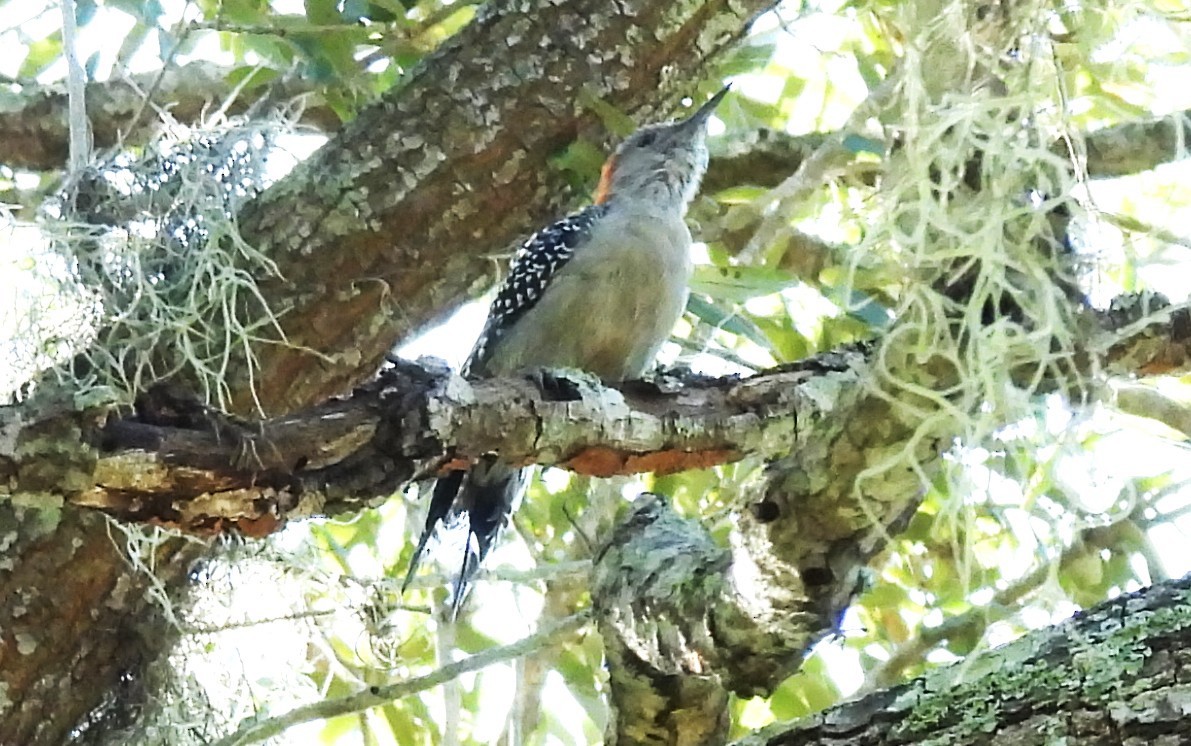 Red-bellied Woodpecker - ML643532502
