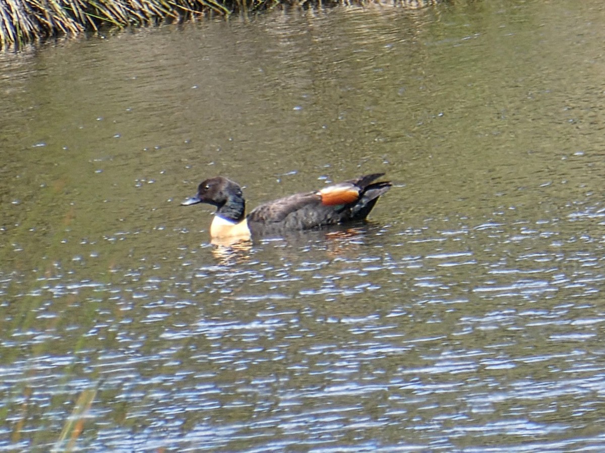 Australian Shelduck - ML643532503