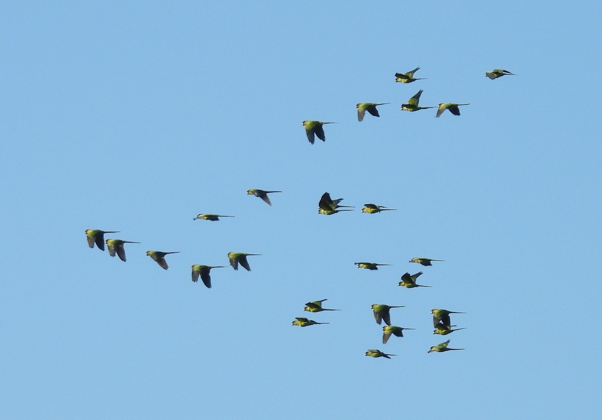 Nanday Parakeet - ML643532505