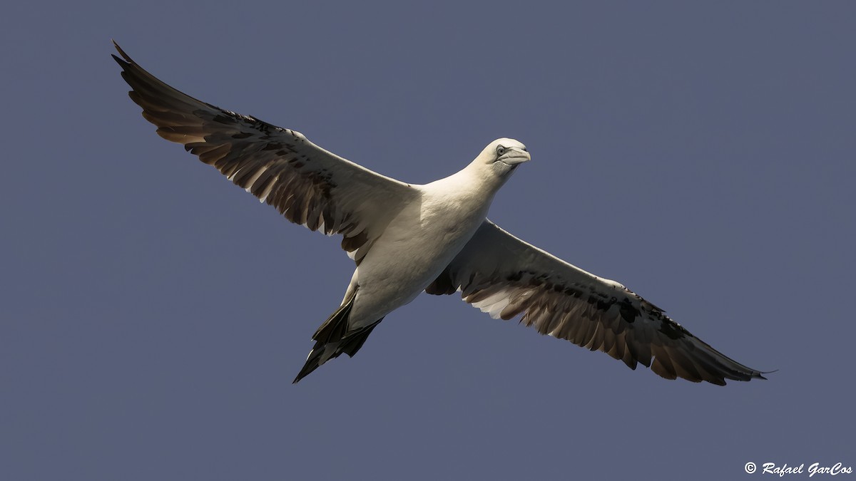 Northern Gannet - ML643532506
