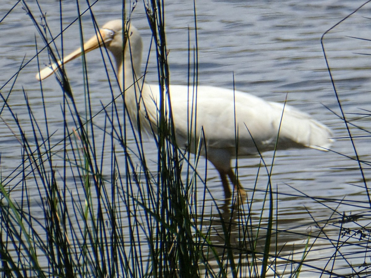 Yellow-billed Spoonbill - ML643532507