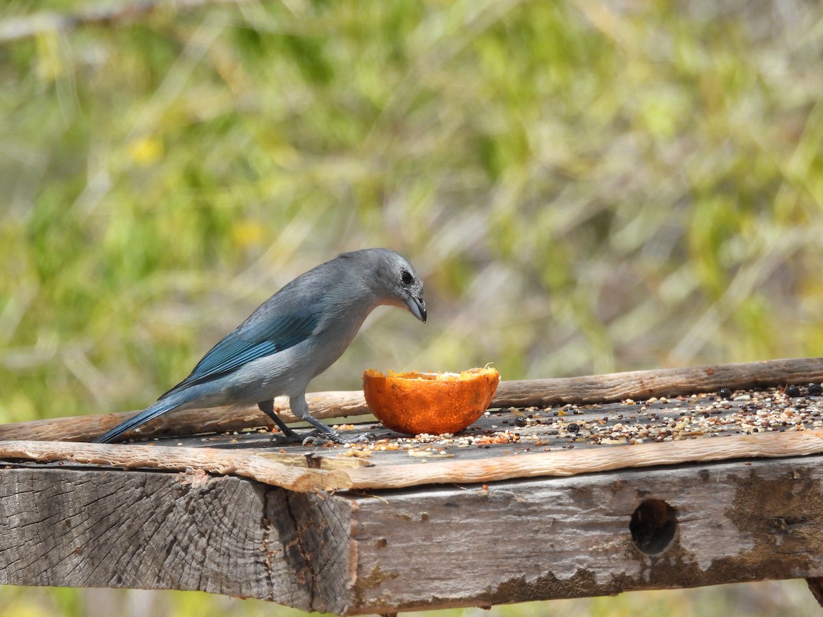 Sayaca Tanager - ML643532508