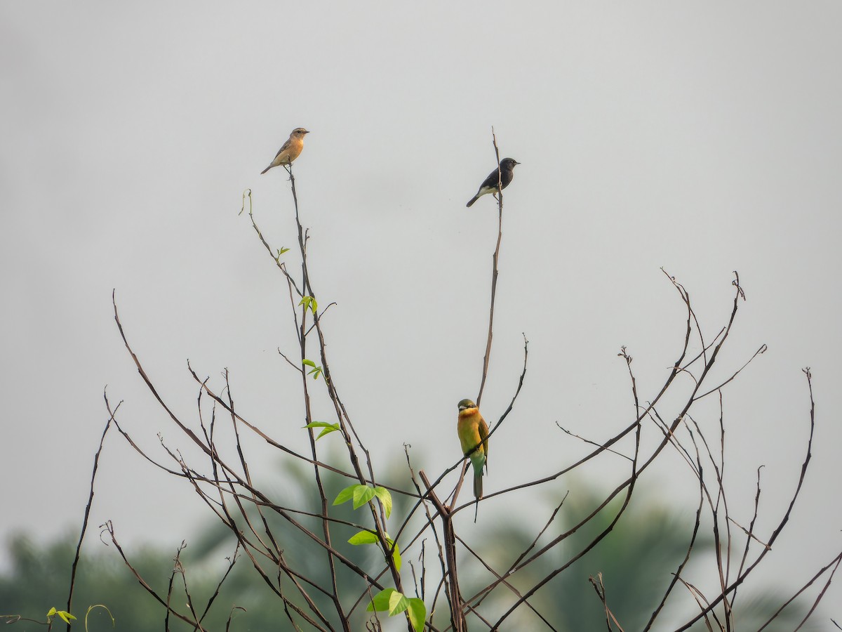 Blue-tailed Bee-eater - ML643532510