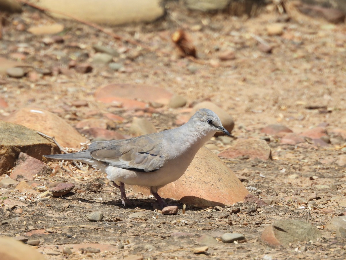 Picui Ground Dove - ML643532511