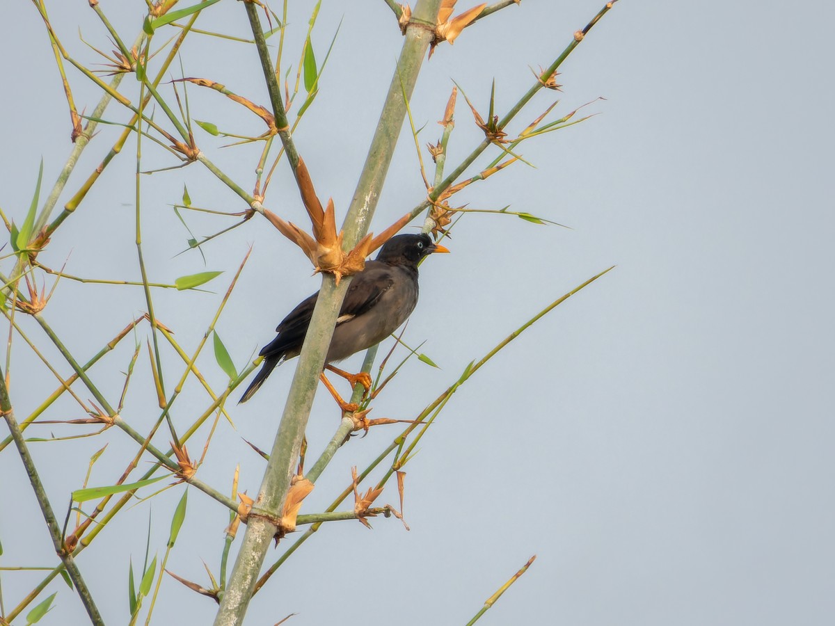 Jungle Myna - ML643532512