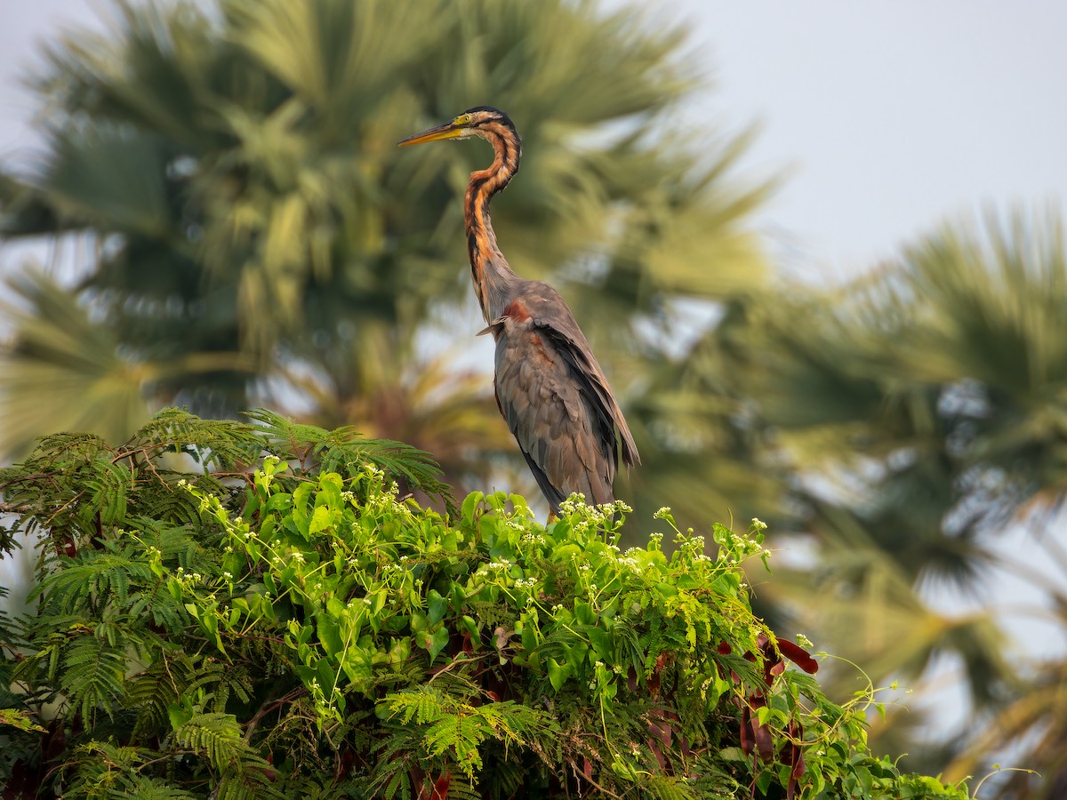 Purple Heron - ML643532514
