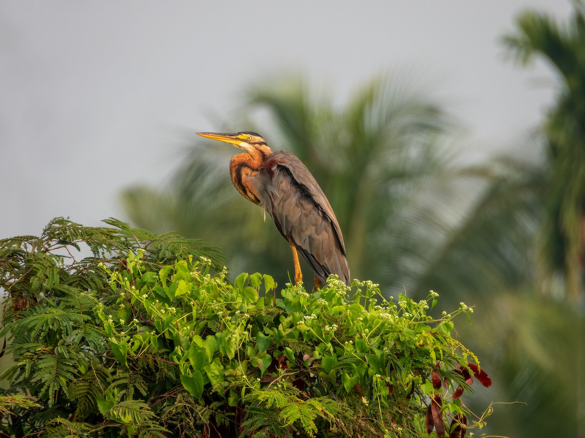 Purple Heron - ML643532516