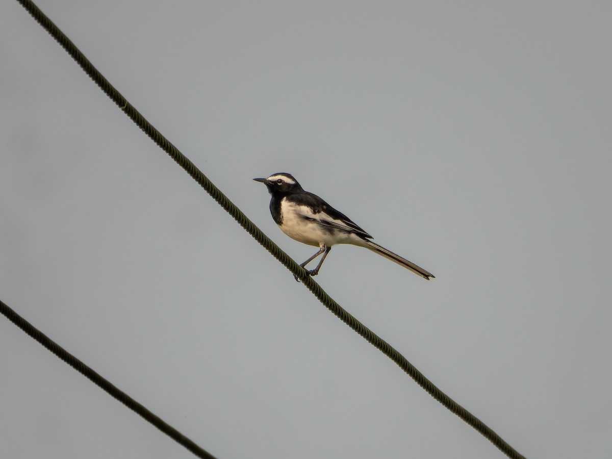 White-browed Wagtail - ML643532517