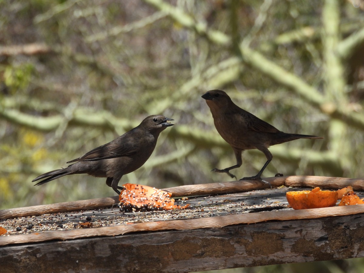 Shiny Cowbird - ML643532518