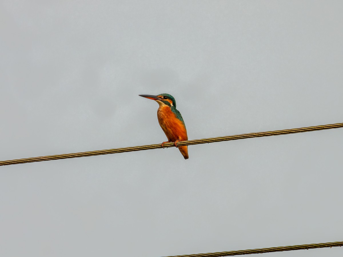 Common Kingfisher - ML643532520