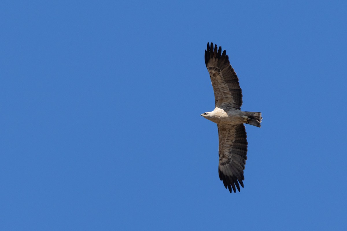 Tawny Eagle - ML643532521