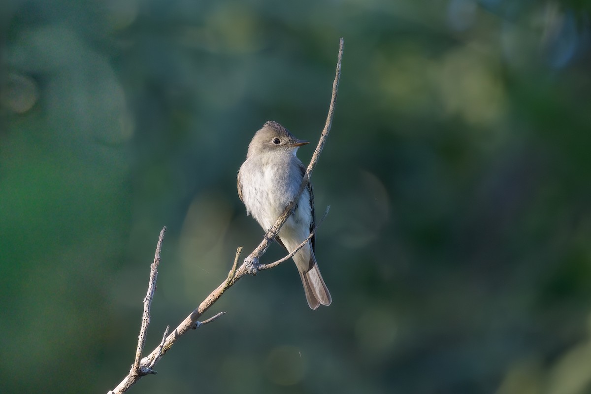 Eastern Wood-Pewee - ML643532522