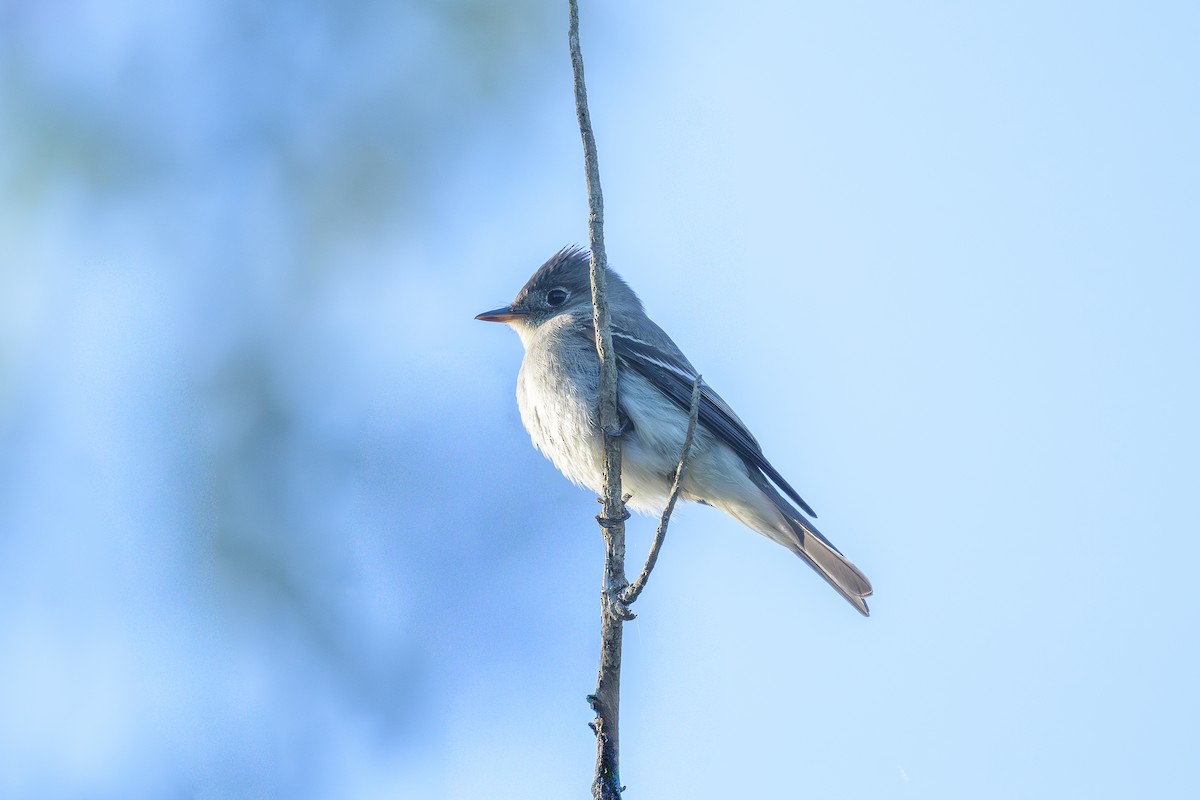 Eastern Wood-Pewee - ML643532523