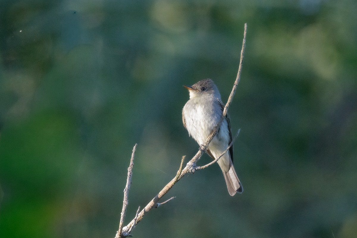 Eastern Wood-Pewee - ML643532524