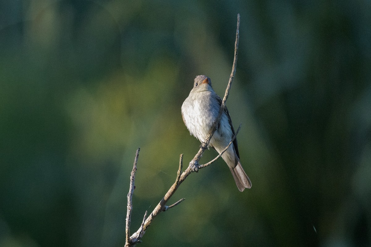Eastern Wood-Pewee - ML643532525