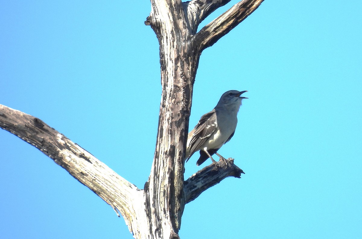 Northern Mockingbird - ML643532526