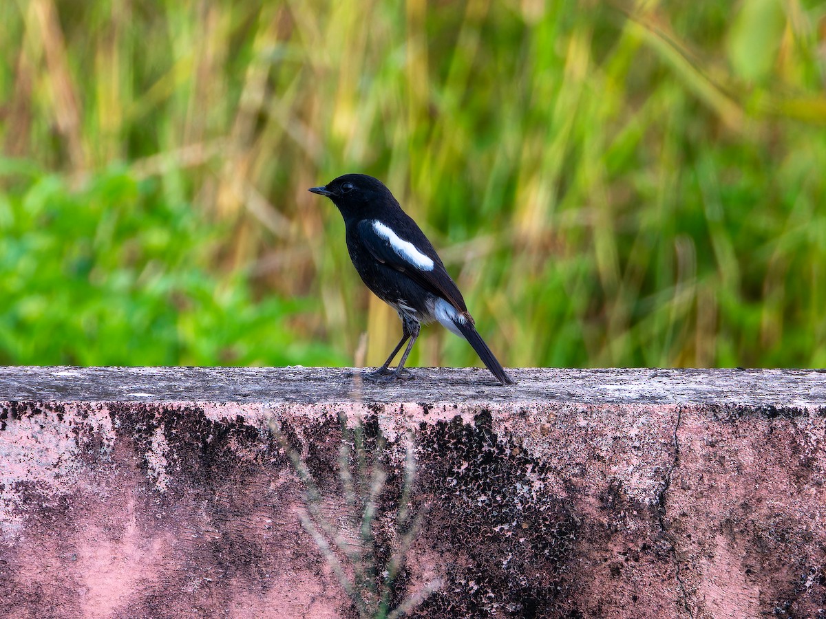 Pied Bushchat - ML643532527