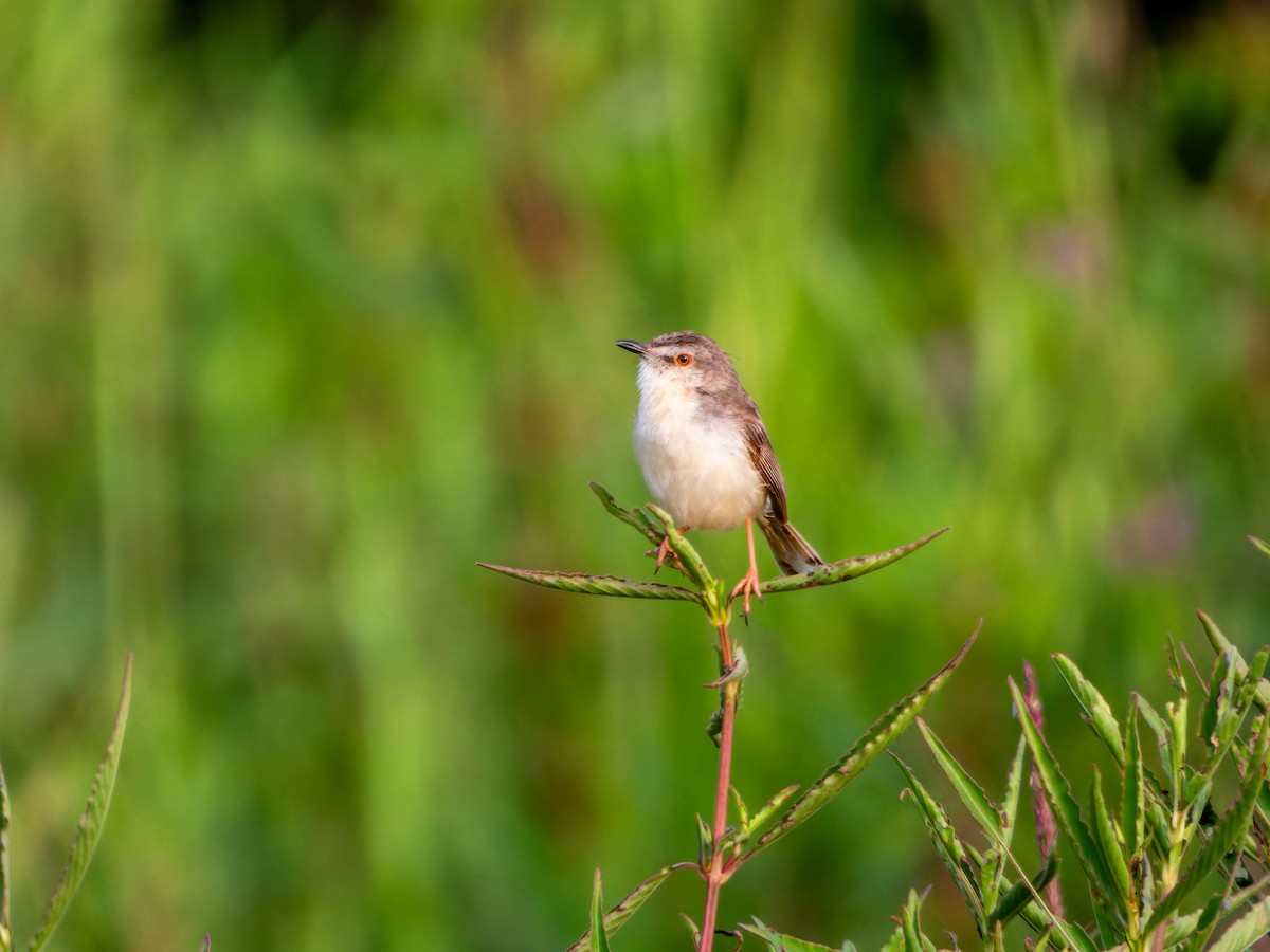 Plain Prinia - ML643532528