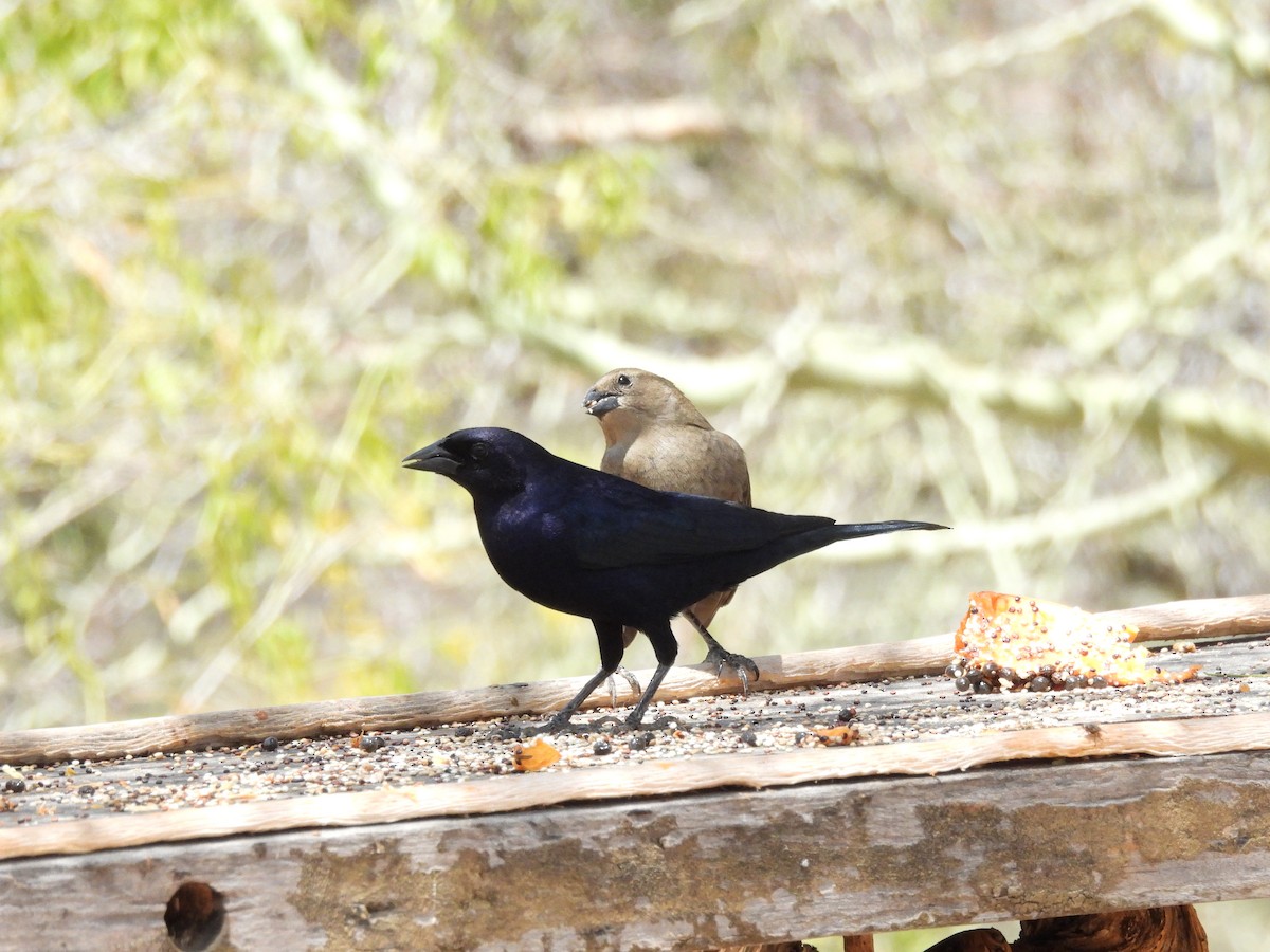 Shiny Cowbird - ML643532529