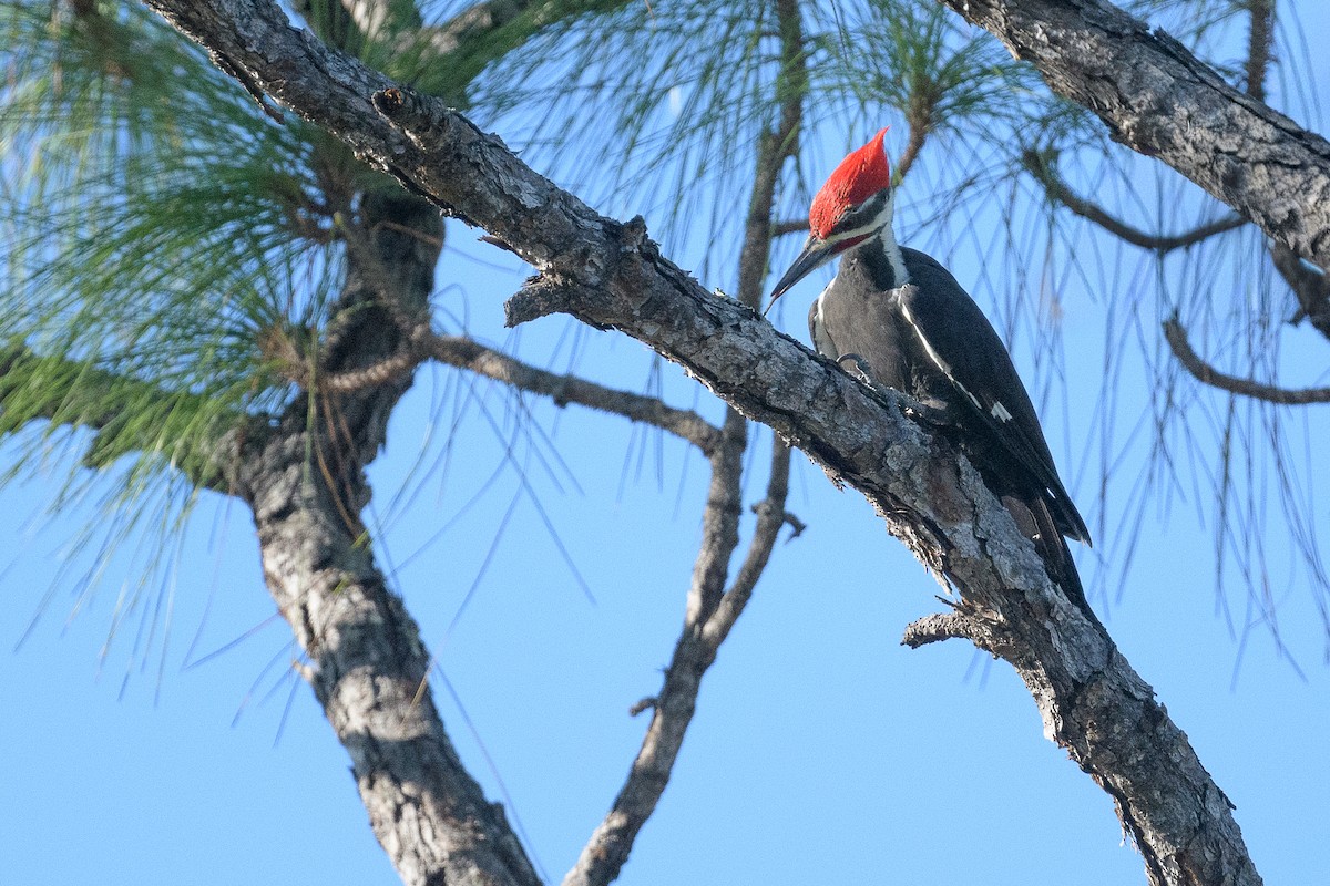 Pileated Woodpecker - ML643532531